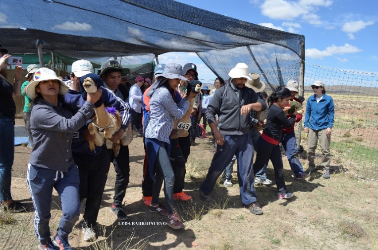 V Curso de formación complementaria: “MANEJO SUSTENTABLE DE VICUÑAS”