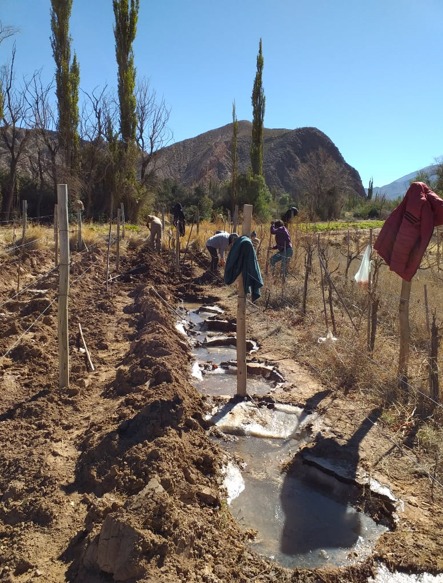 TRASLADO DE 230  PLANTAS DE VID VARIEDAD MALBEC, DE 7 AÑOS CON AYUDA COMUNITARIA en el PERCHEL