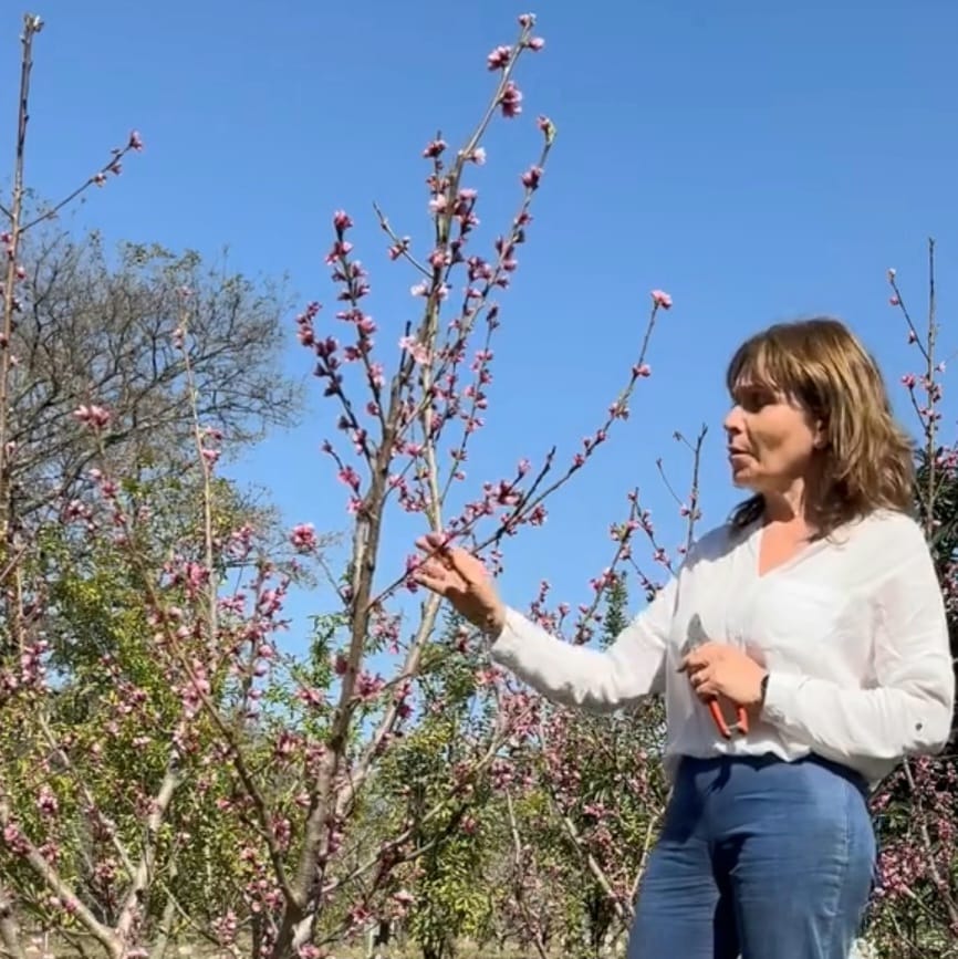 Investigadora de Agrarias de la UNJu trabaja en el desarrollo de la cereza más temprana del hemisferio sur