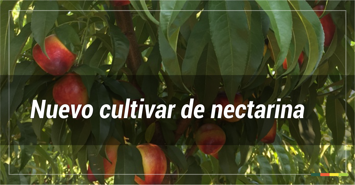 Presentan un nuevo cultivar de nectarina