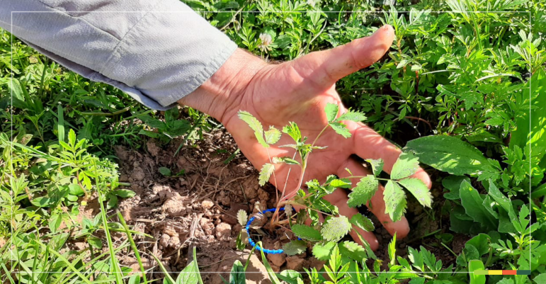 Proyecto de reforestación de QUEÑOA en el parque provincial Potrero de Yala